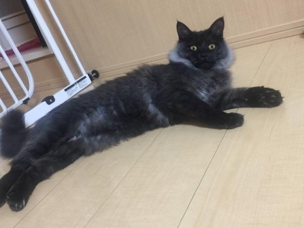 A kitten rescued from a muddy roadside has turned into a gorgeous cat with an unusual silver collar. - cat, The rescue, Japan, Longpost