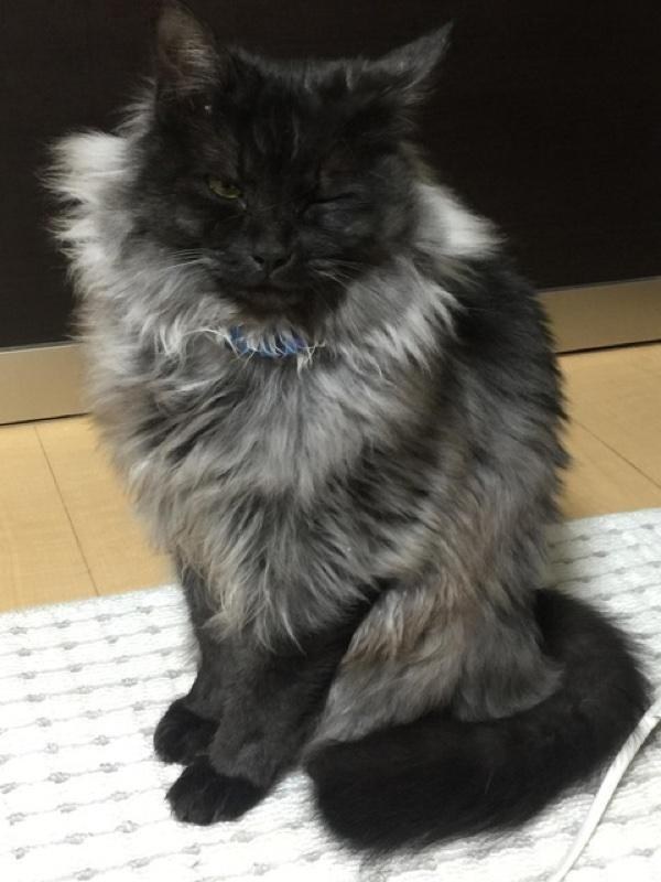 A kitten rescued from a muddy roadside has turned into a gorgeous cat with an unusual silver collar. - cat, The rescue, Japan, Longpost