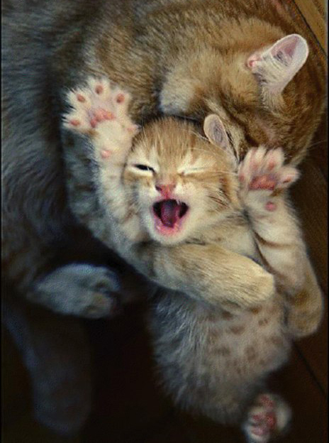 When mom doesn't let me go - Animals, Funny animals, cat, Elephants, Mum, Not allowed, a lion, Dog