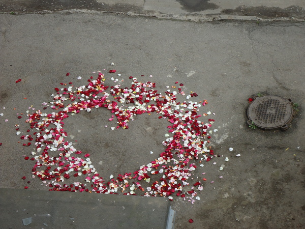 romantic spring - My, Pigeon, Petals, Romantic, Story, My, Holidays, A life, Longpost, Romance