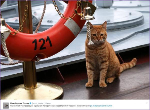 Navy cat - cat, Syria, Navy