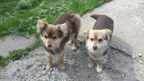 My Chip and Dale...) - My, Animals, Dog, The photo