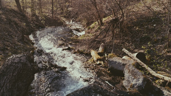 Немного весенней природы