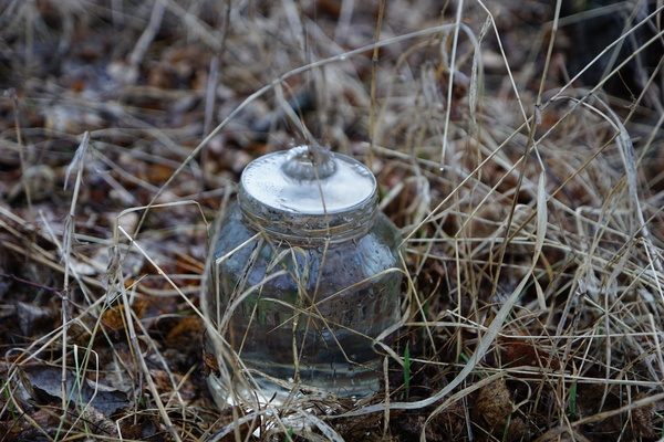 Birch juice - My, Longpost, White birch, Birch juice, Juice, Spring