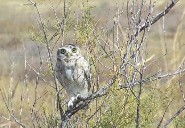 Owl from the shores of the Aral Sea - My, Owl, Aral Sea, Kazakhstan