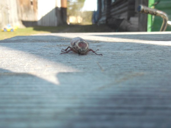 First May beetle - Жуки, My, May, Chafer