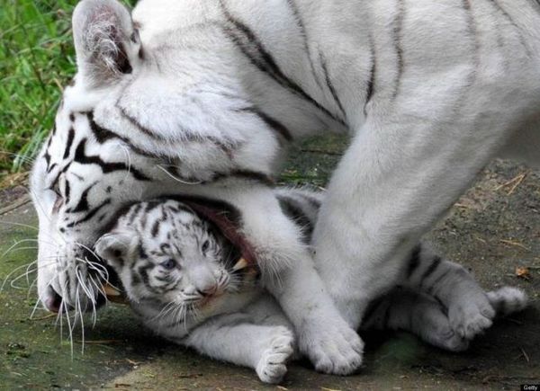 Ready to be carried - Tiger, Mum, Children