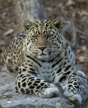 Land of the leopard - Land of the Leopard, Reserve, Pa, Longpost, Reserves and sanctuaries