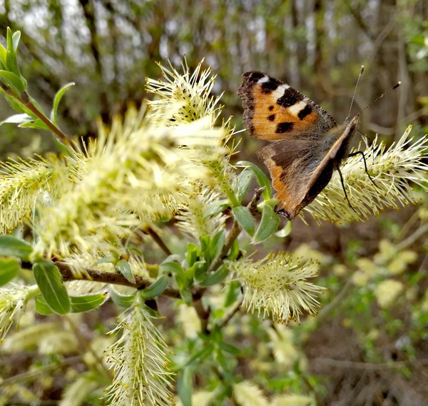 Spring came - Spring, The photo, Ashanbayk, Huawei mate 9, Nature, Video, Longpost