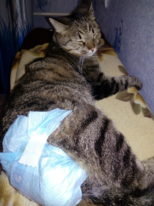 cat in a diaper - My, cat, Diaper