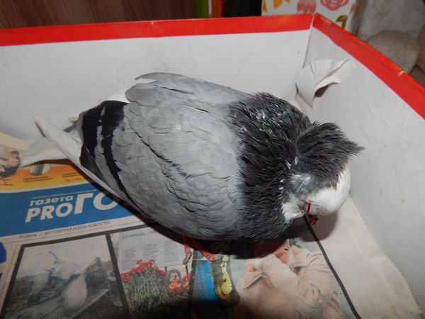Pikabushniki, help pigeon! - My, The rescue, Pigeon