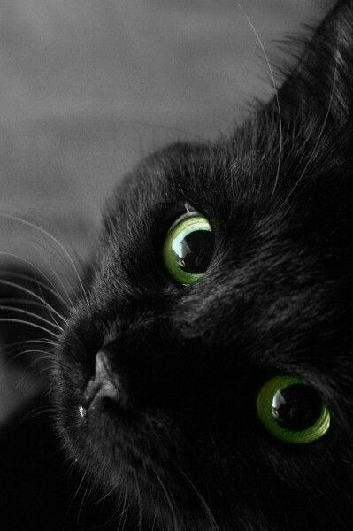 Cherrrrnote 2 - cat, Eyes, Black and white photo