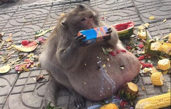 Malnutrition - Nutrition, India, Diet, Monkey