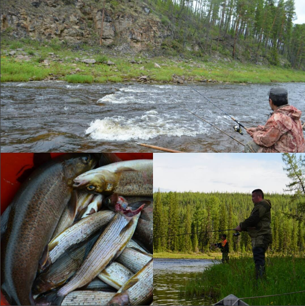 Fishing on a mountain river. - My, Yakutia, Spinning, Grayling, 