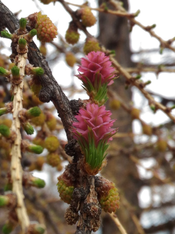 This is how larch blossoms - My, Nature, Larch, Color