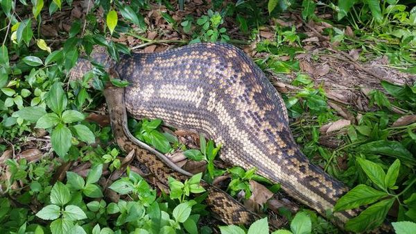 Australian family finds python in backyard that swallowed kangaroo - Australia, Python, Kangaroo, Snakes, Backyard, news