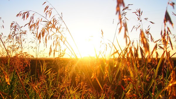 Somewhere on the border of the Altai Territory and the Novosibirsk region. - The photo, The sun, dawn, Field, My