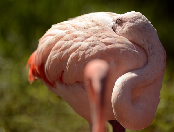 Super flexibility. Chilean Flamingo at the Texas Zoo - Flamingo, Pink flamingo, The letter zyu, Neck