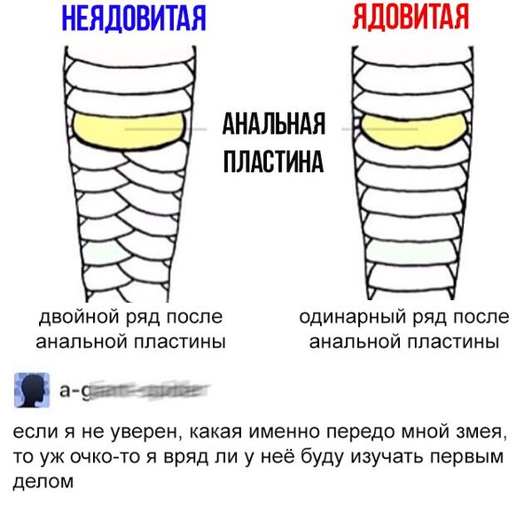 Как отличить ядовитых змей от неядовитых есть как Как отличить ядовитых змей от неядовитых есть как