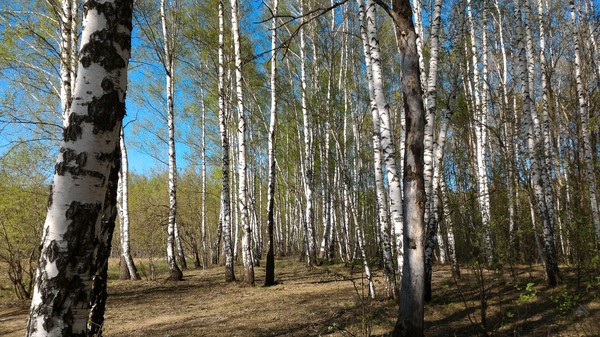 Очередные покопушки - Монета, Полиция, Моё, Длиннопост, Отдых на природе