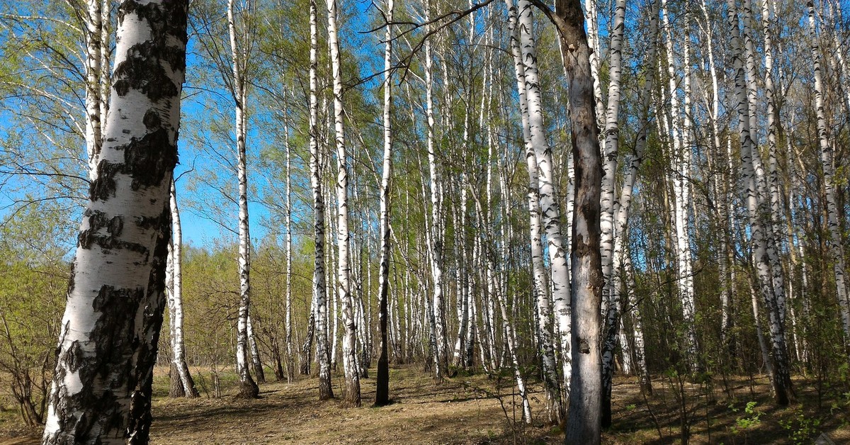 Пять шесть берез небольшими. Маленькая береза. Маленькие березы. Фото маленьких березок. Картинка бабья рощица.