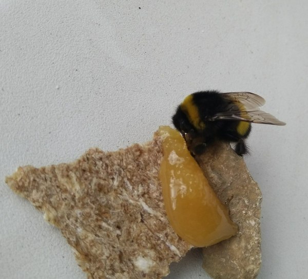 New pet - My, Bumblebee, Cold