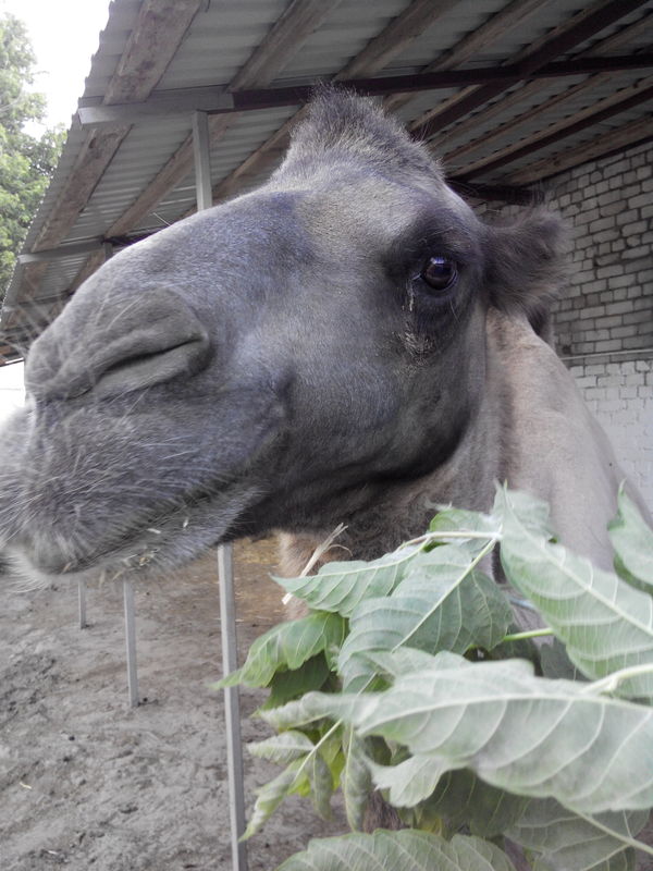 Camel Yasha - My, Camels, Bactrian camel, , Longpost