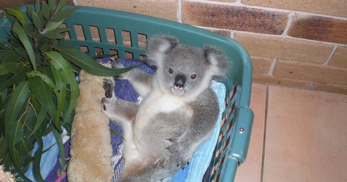 Коала дома. Маленькие животные для дома. Домашние коалы. Маленькая коала. Коала маленькая домашняя.