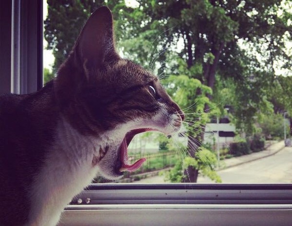 Just a yawning cat - My, cat, Yawn, Morning