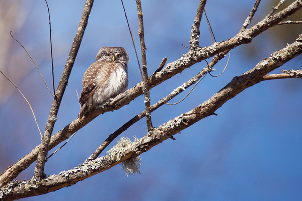 sparrow owl - My, Photo hunting, Nature, Birds, Latvia, Longpost