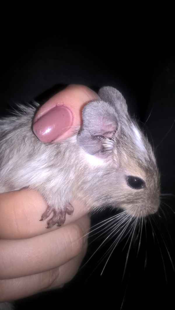 Maruska is growing) - My, Degu, Pets, Longpost