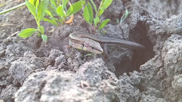 Lizard - My, The photo, Nature, , Lumia 640