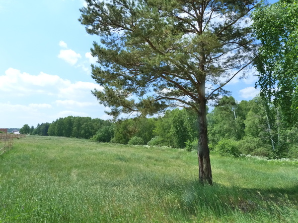 How we started building a cottage - My, Dacha, House, Village, New building, Garden, Longpost