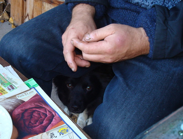 Eyes and hands - My, Dog, The photo, Person