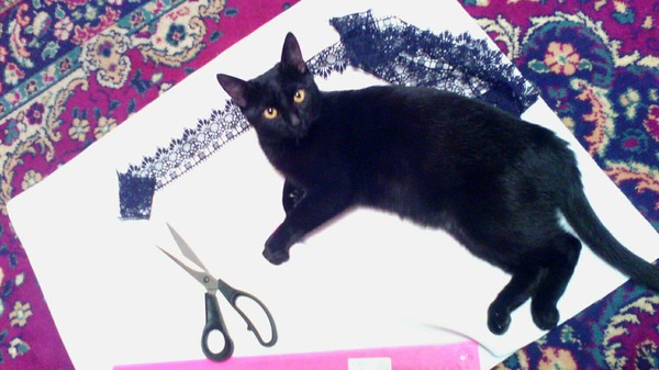 Where will we do the waist? - Sewing, cat, My, Assistant