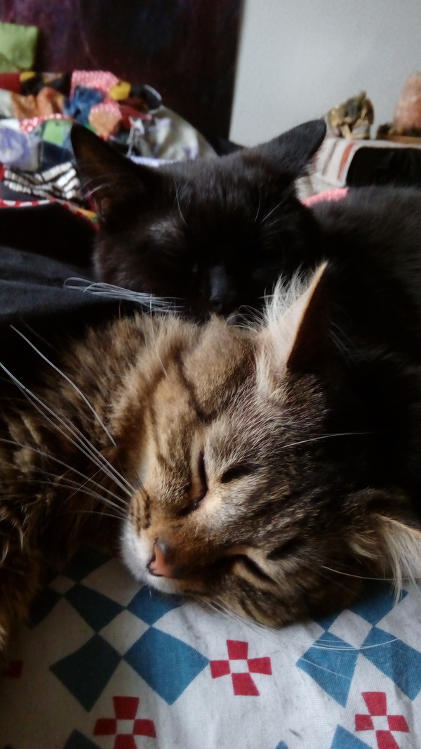 The cats were the first to check out the blanket - My, Kai Yara, Milota, Patchwork, Longpost, cat