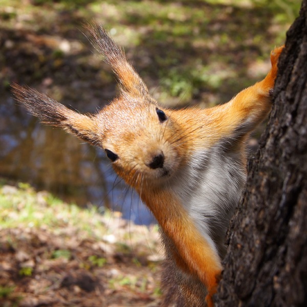 Squirrel - My, Squirrel, The photo, Cpcchio
