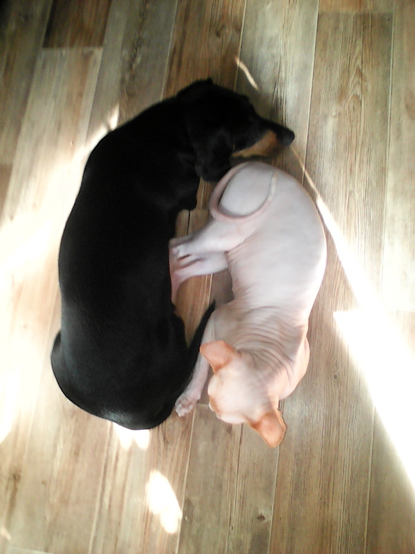 My home yin and yang - cat, My, Dog