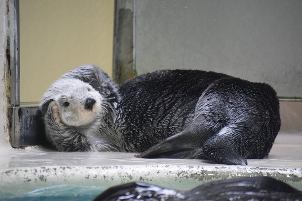 My head! - Otter, Otters, Milota, Animals, Sea otter