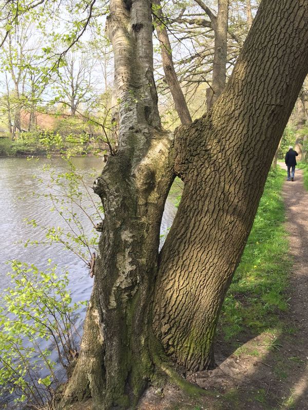 A passionate kiss - My, Tree, Kiss, The photo, Grandfather, Birch, 