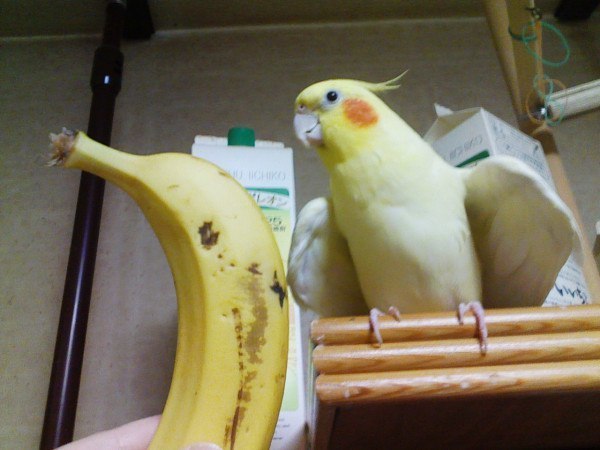 A little banana addiction - Addiction, Oddities, Humor, Birds, Longpost, Banana, A parrot