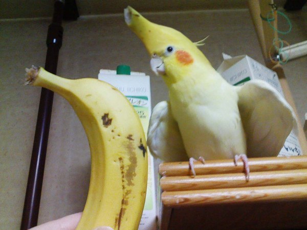 A little banana addiction - Banana, A parrot, Addiction, Oddities, Humor, Birds, Longpost