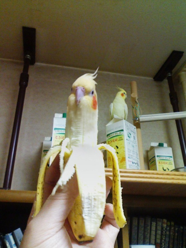 A little banana addiction - Banana, A parrot, Addiction, Oddities, Humor, Birds, Longpost