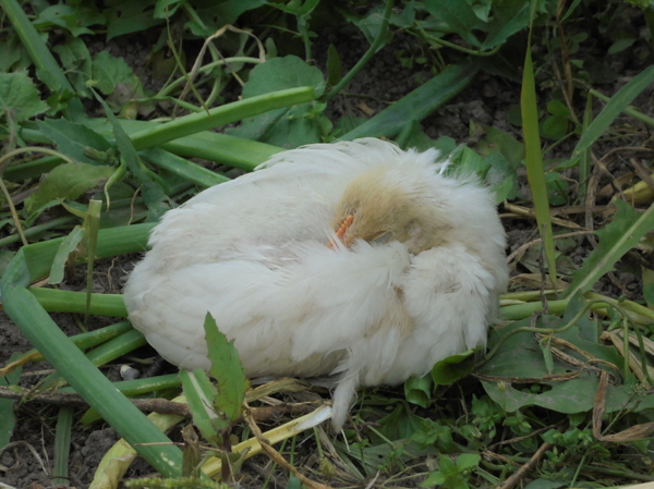 Sleeping cockerel. - My, The photo, Village, Birds, Hen, Rooster, Photographer, Animals, Sony