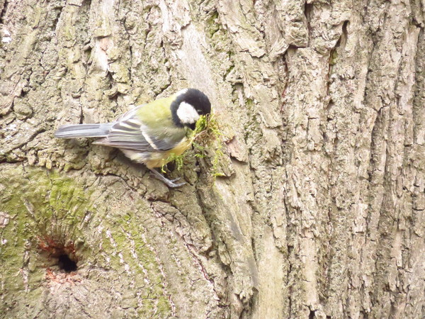 Birds of Moscow parks. - My, Birds, Bird watching, Nature, My, Longpost