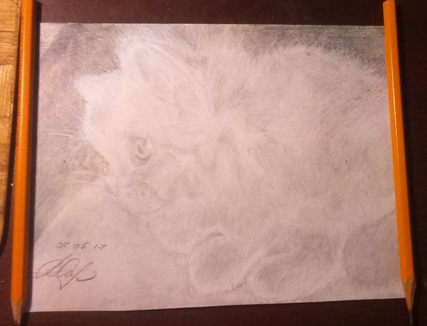 Kitten - My, cat, Pencil, Drawing