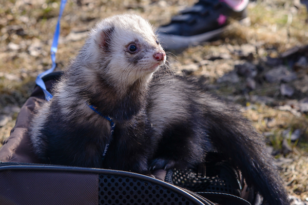 Walking with ferrets - Ferret, Pet, , Pets, Longpost