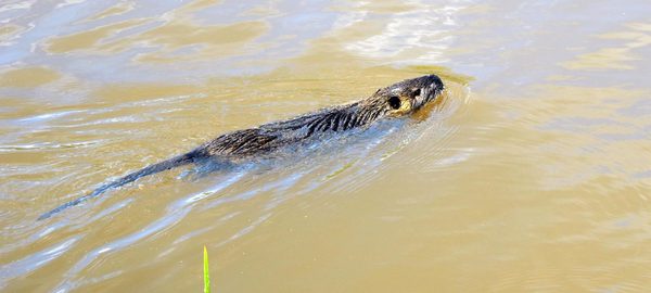 Ондатра Встреча, Ондатра, Фотография