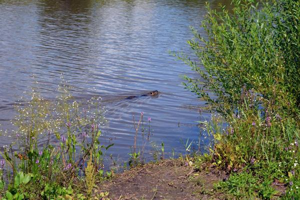 Ондатра Встреча, Ондатра, Фотография