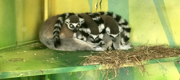 We are so comfortable! - Minsk Zoo, Dream, Lemur
